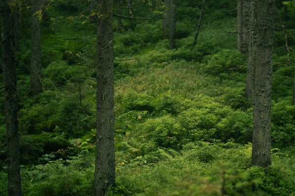 Picture for Guided Forest Bathing