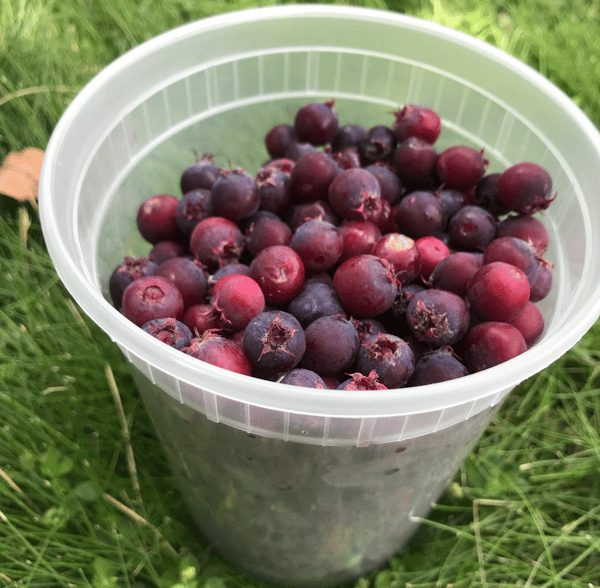 Picture for: Introduction to Foraging: Discovering Wild Foods - Intergenerational