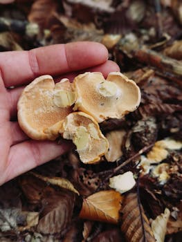 Close-up of orange mushrooms held in hand amidst fallen leaves in the forest.