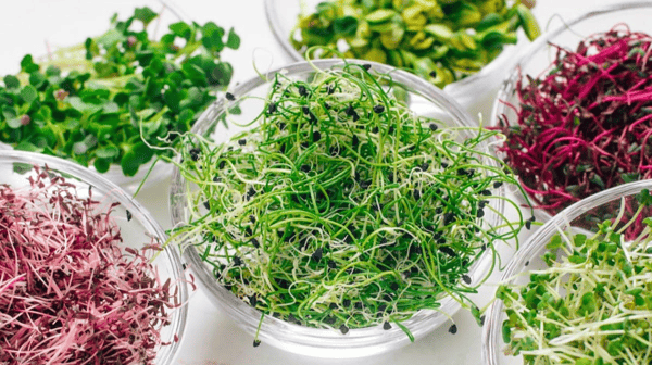 Growing Microgreens