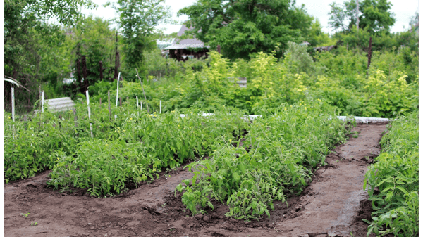 Picture for: Introduction to Vegetable Gardening (VIRTUAL)