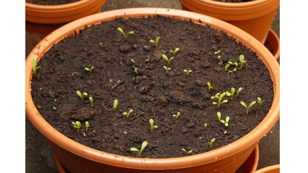 Picture for: All about Seeds (VIRTUAL)