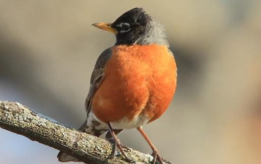 Picture for: Birding in the East Metro