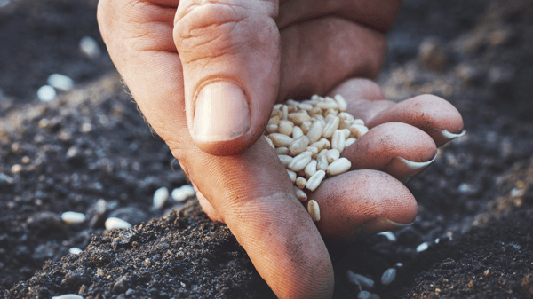 Picture for: Winter Sowing (VIRTUAL)