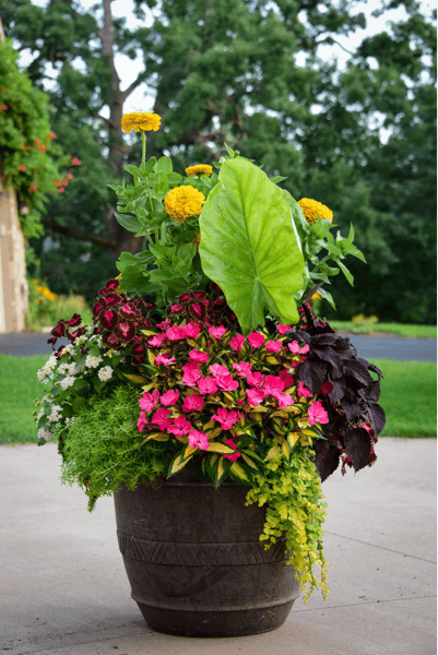 Picture for: Container Garden like a Pro (Virtual)