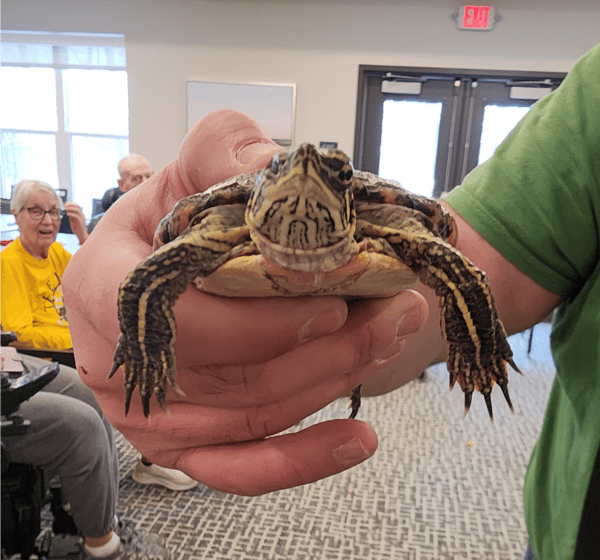 Picture for: Shepard Farm: Reptiles and Amphibians