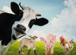 Picture for: Meet the Farm Animals!