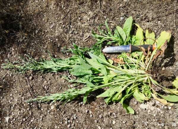 Picture for: Weeding 101