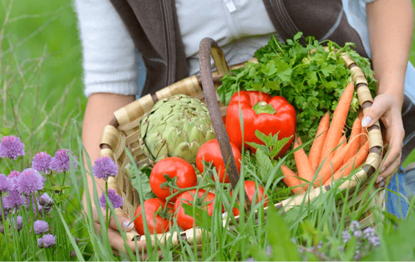 Advanced Vegetable Gardening NEW!