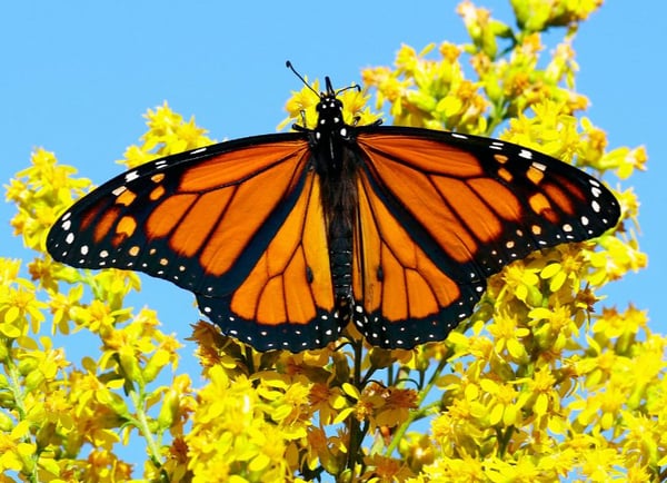 Picture for: Monarch Magic: Meet the Butterfly!