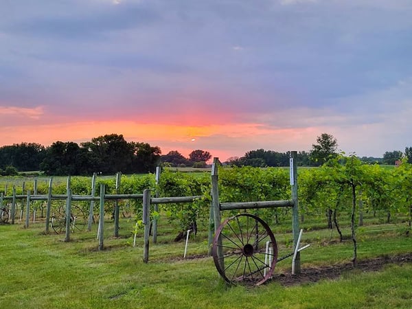 Day Trip: Crow River Winery and Bistro & Carlson's Orchard Bakery