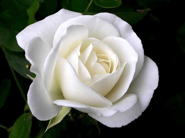 Picture for Intro to Psychic Psychology- Online Course