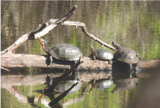 Course Belwin Conservancy: Amphibians & Reptiles of Minnesota image 1