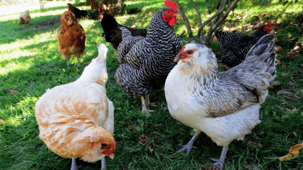 Picture for: Raising Backyard Chickens - Online Course