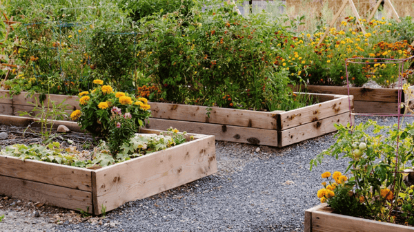 Course Container Gardens 101 image 1