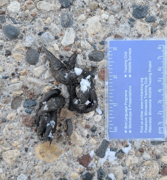 Course Scat’s Where It’s At! Wildlife Track & Sign (Adult + Child) image 1