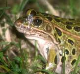 Picture for: Belwin Conservancy: Frog Walk