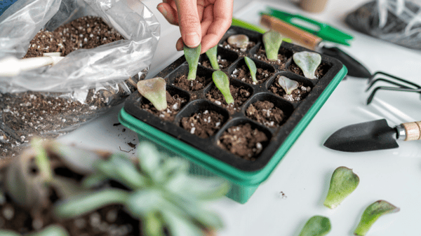 Course Propagating Succulents image 1