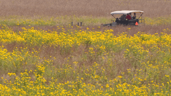 Picture for: Bison at Belwin - A Closer Look at an Iconic Animal