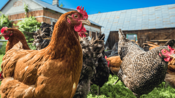 Picture for: AWD26: Dodge Nature Center Farm Tour