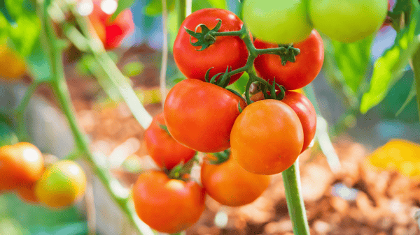 Picture for: The Art of Growing Tomatoes