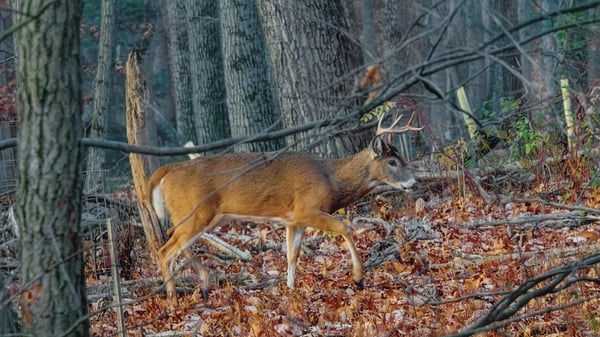 Course The Secret Lives of Deer image 2